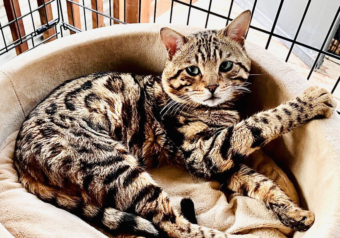 BENJI - Bengal / Tabby available for adoption
