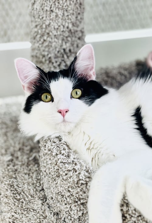 MEW - Domestic Long Hair for adoption in San Francisco