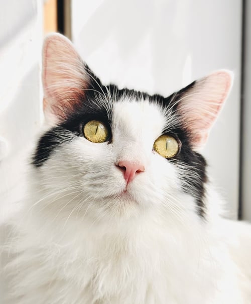 MEW - Domestic Long Hair for adoption in San Francisco