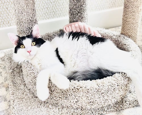 MEW - Domestic Long Hair available for adoption