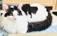Mew - Photo 2