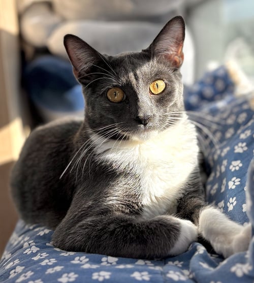 MINNIE MOUSE - Domestic Short Hair for adoption in San Francisco