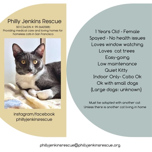 MINNIE MOUSE - Domestic Short Hair available for adoption