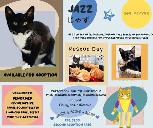 JAZZ - Tuxedo for adoption in San Francisco