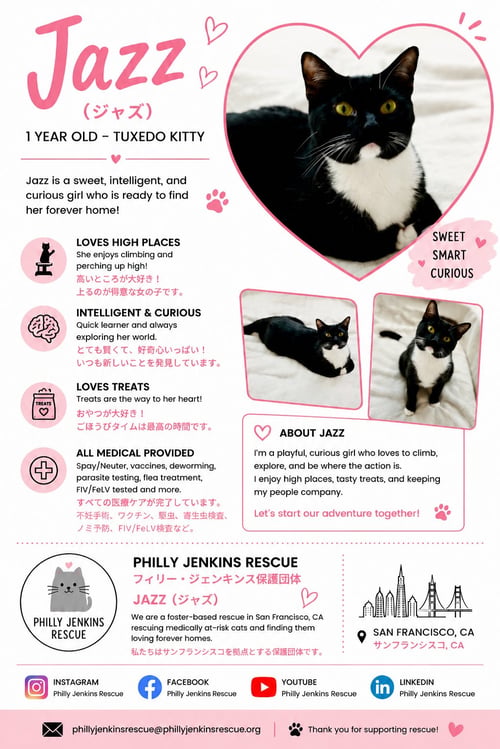 JAZZ - Tuxedo available for adoption