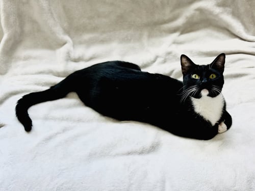 JAZZ - Tuxedo for adoption in San Francisco