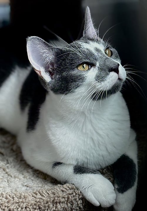 DUSTY - Domestic Short Hair / Oriental Short Hair for adoption in San Francisco