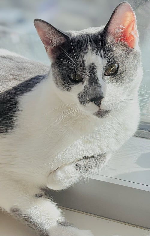 DUSTY - Domestic Short Hair / Oriental Short Hair available for adoption