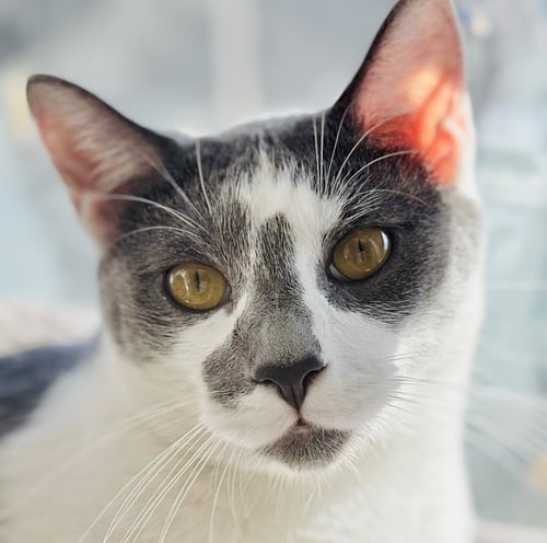 DUSTY - Domestic Short Hair / Oriental Short Hair for adoption in San Francisco