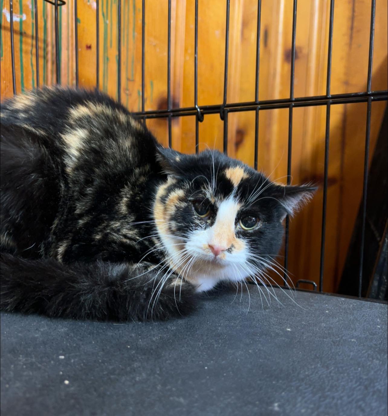 RANI - Domestic Short Hair available for adoption