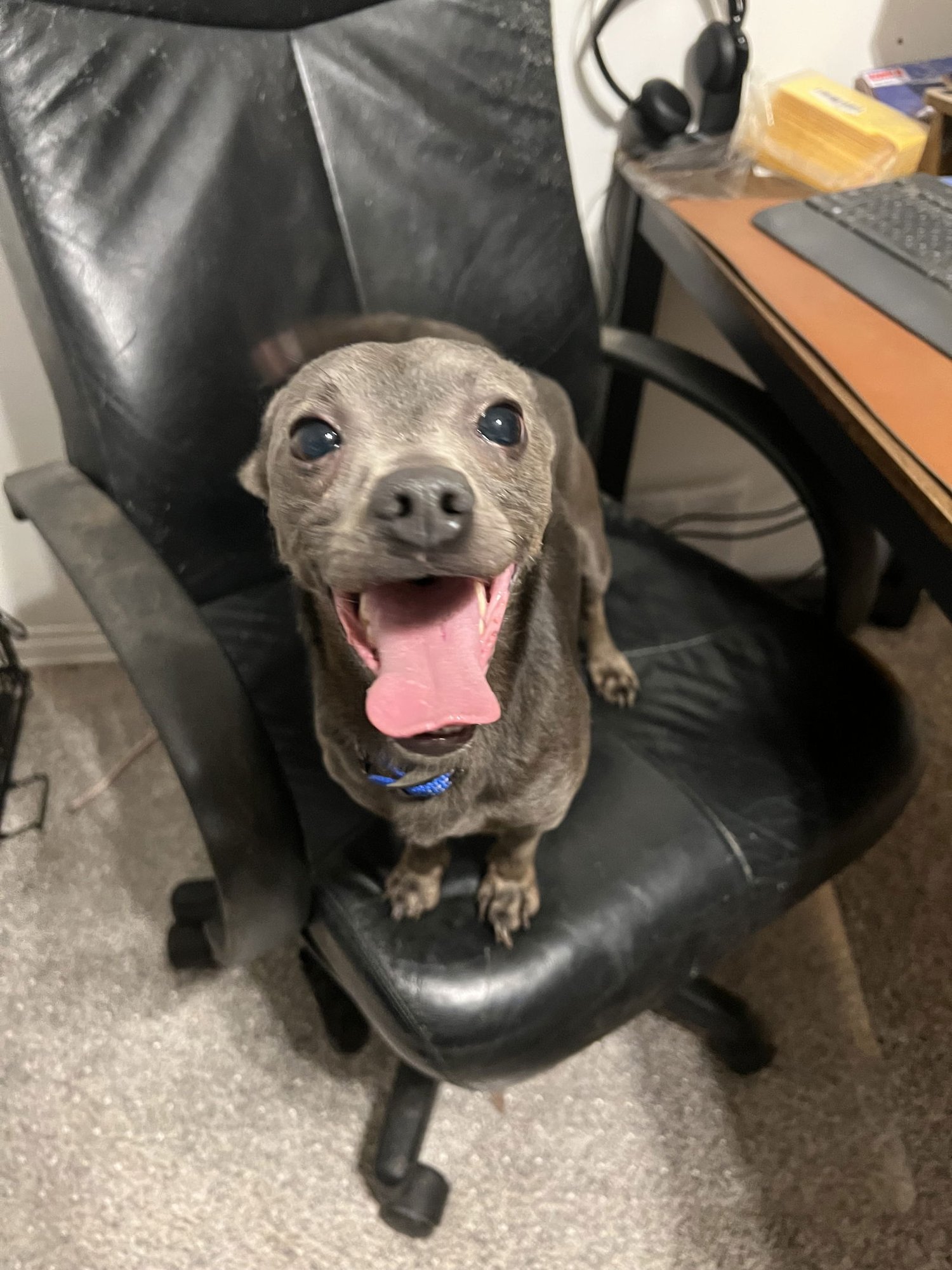 TATOR - Chihuahua available for adoption