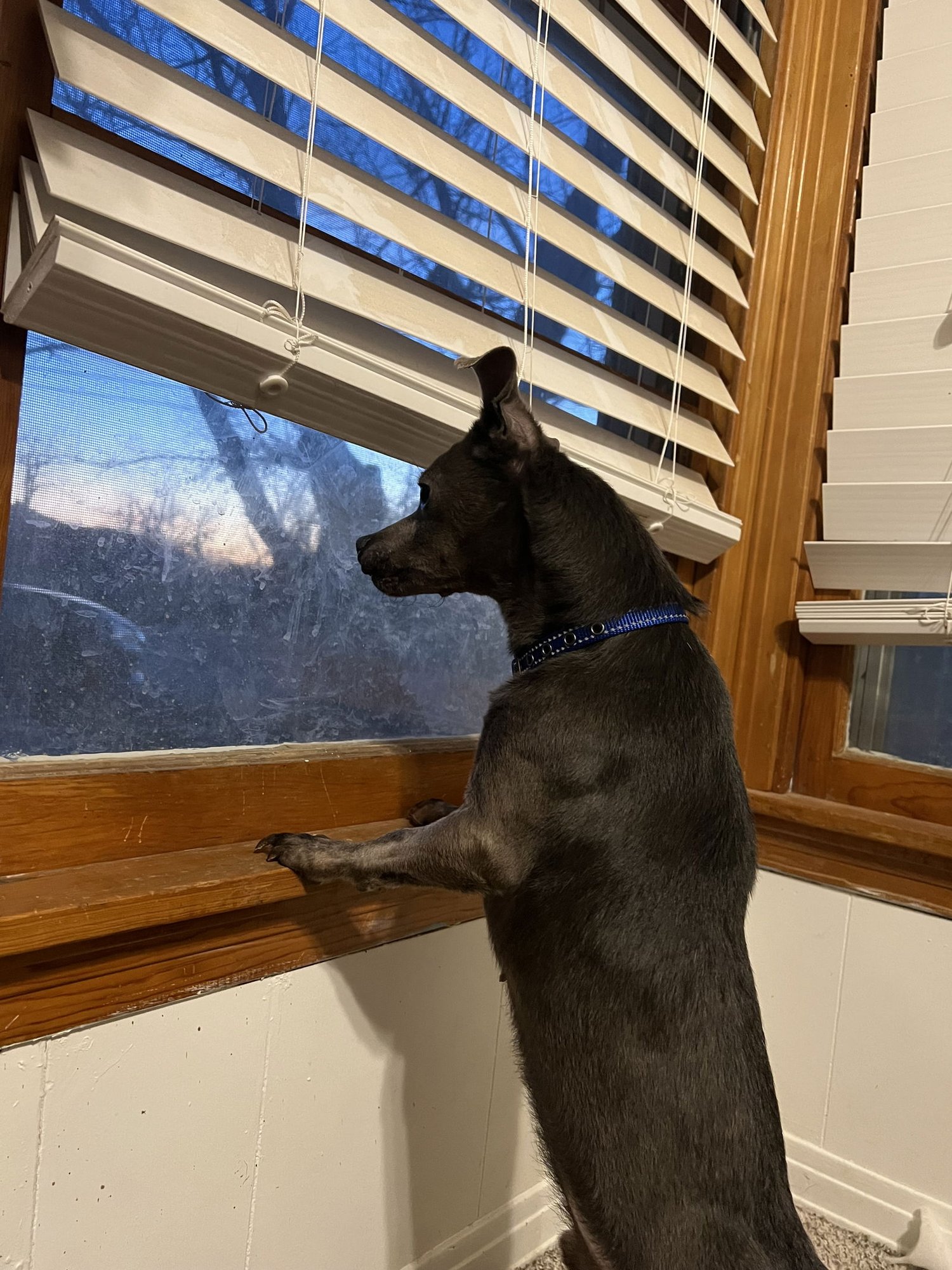 TATOR - Chihuahua available for adoption