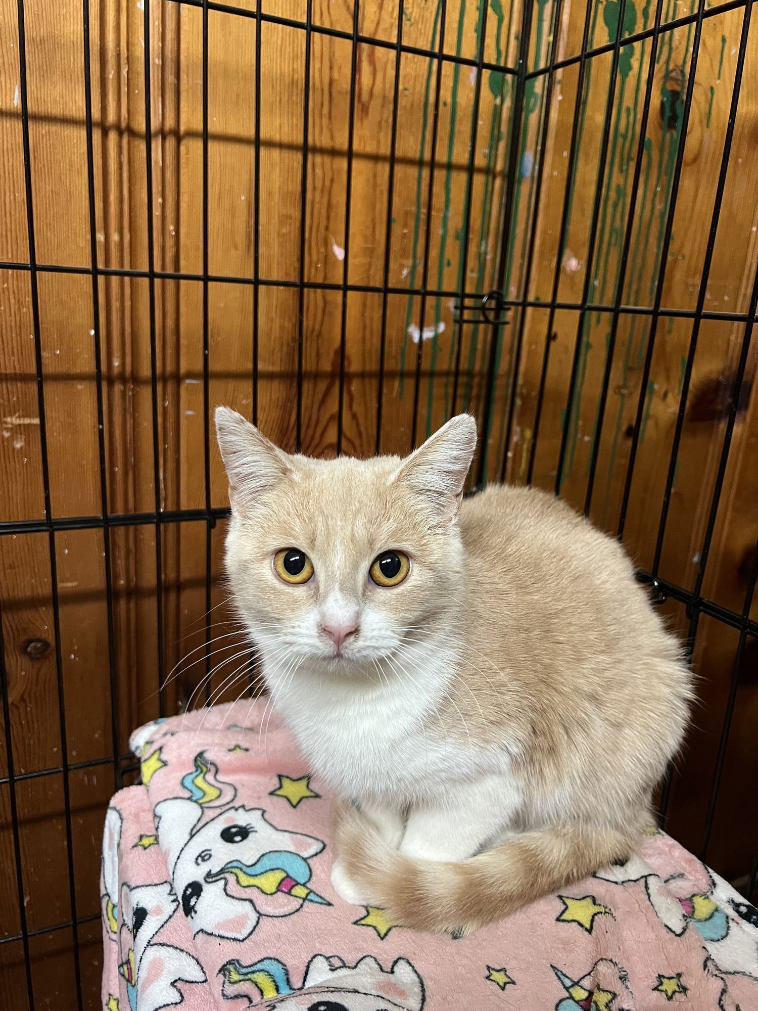 KORRA - Domestic Short Hair available for adoption