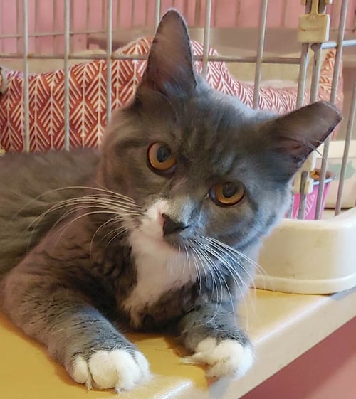 SABLE - Domestic Long Hair available for adoption