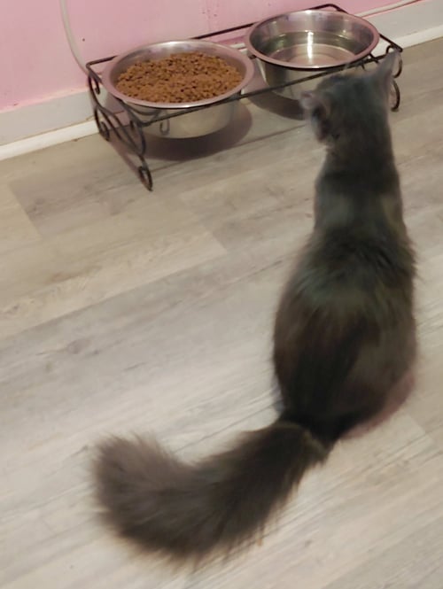 SABLE - Domestic Long Hair available for adoption