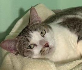 SUZI - Domestic Short Hair available for adoption