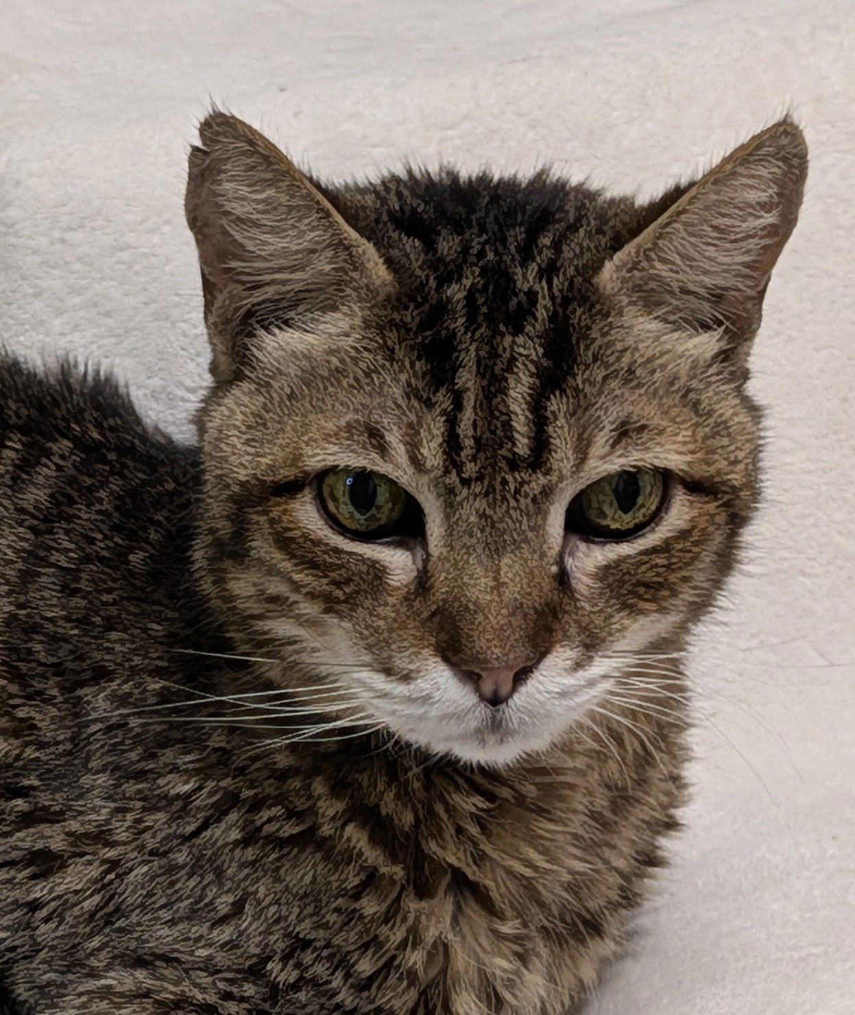 JAKE - Domestic Short Hair available for adoption