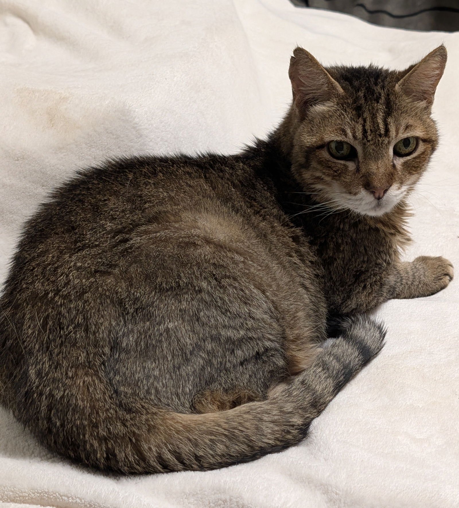 JAKE - Domestic Short Hair available for adoption