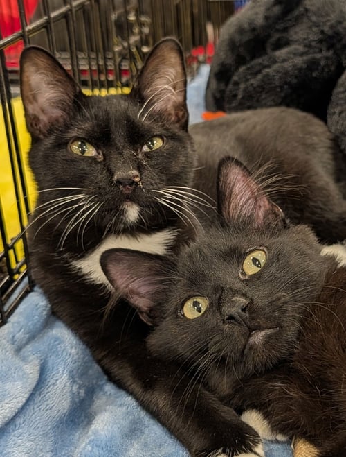 ABIGAIL 2025 - Tuxedo available for adoption