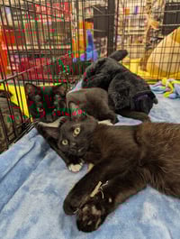 Abigail 2025 - Photo 3