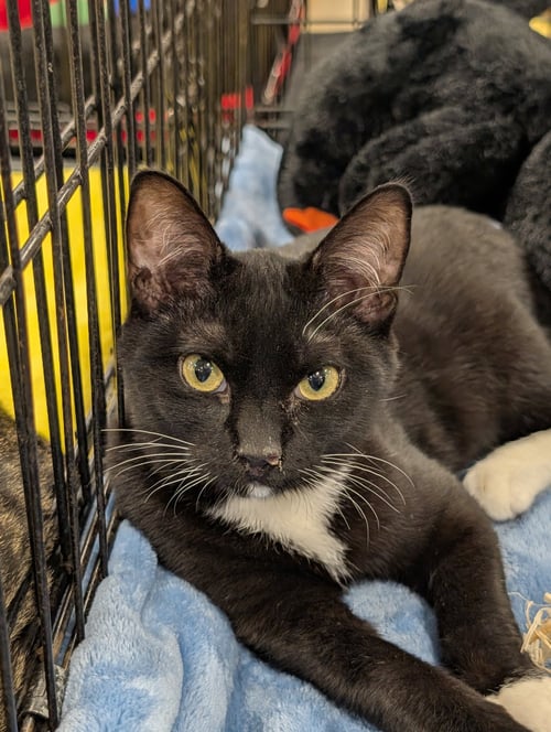 ABIGAIL 2025 - Tuxedo available for adoption