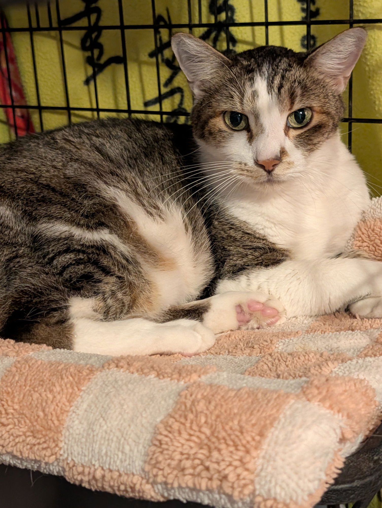 STUBBY - Domestic Short Hair available for adoption