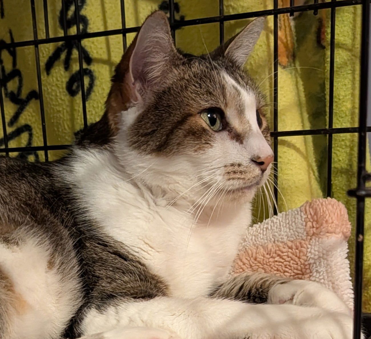 STUBBY - Domestic Short Hair available for adoption