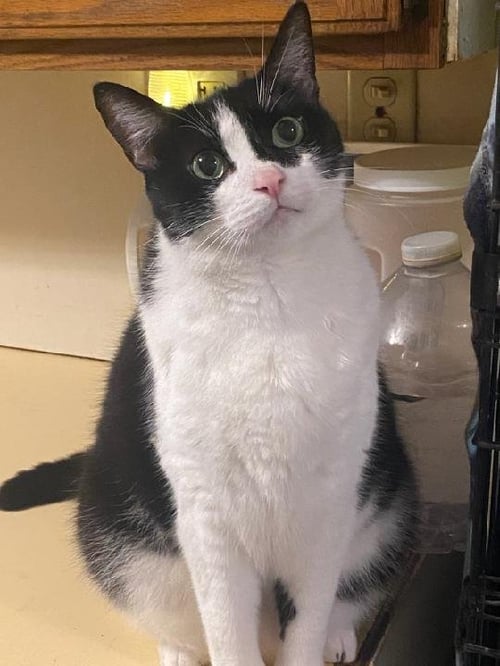 BONNIE - Domestic Short Hair available for adoption