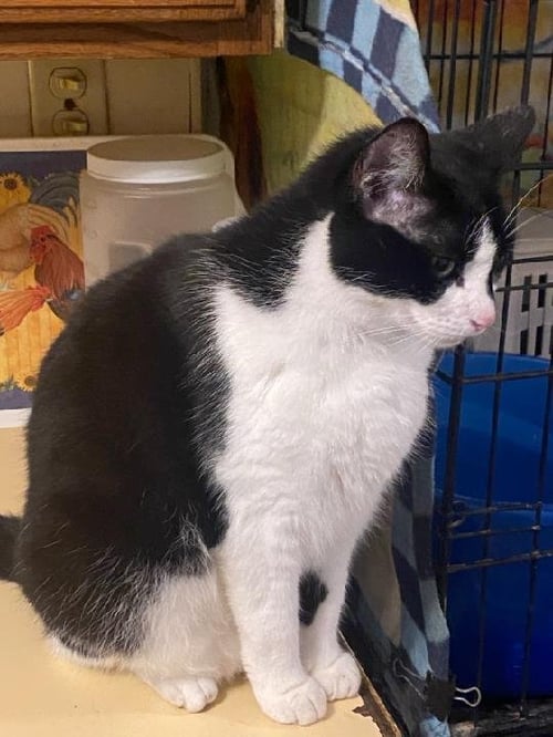 BONNIE - Domestic Short Hair available for adoption