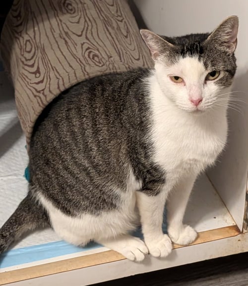 BABY GIRL - Domestic Short Hair available for adoption