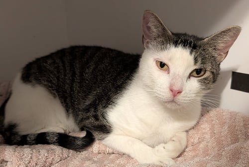 BABY GIRL - Domestic Short Hair available for adoption