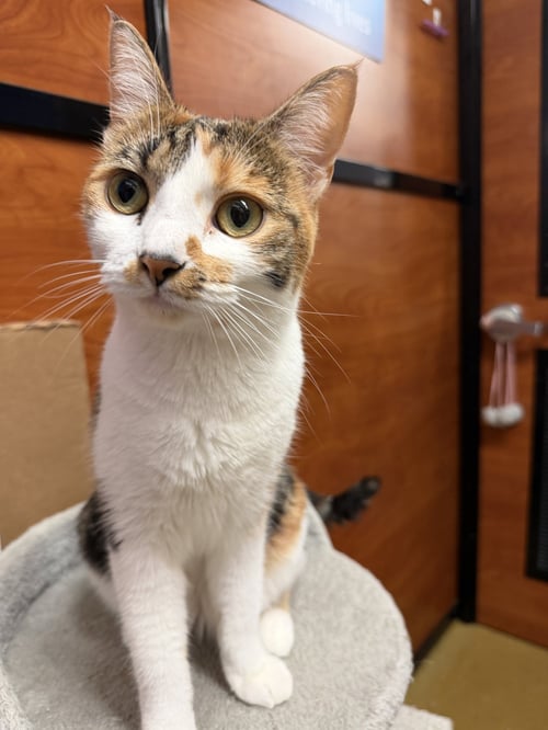 SKY - Calico / Domestic Short Hair available for adoption