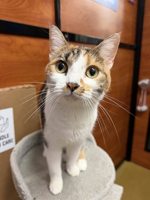 SKY - Calico / Domestic Short Hair available for adoption