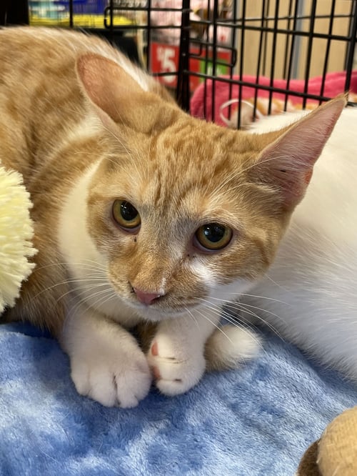 ELSA - Domestic Short Hair available for adoption