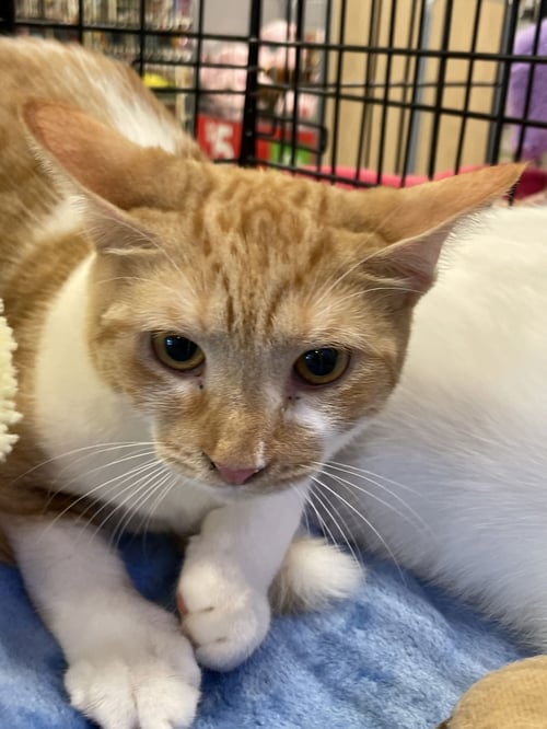 ELSA - Domestic Short Hair available for adoption