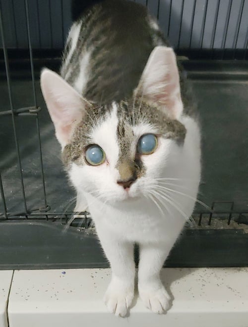 SPLIT - Domestic Short Hair available for adoption