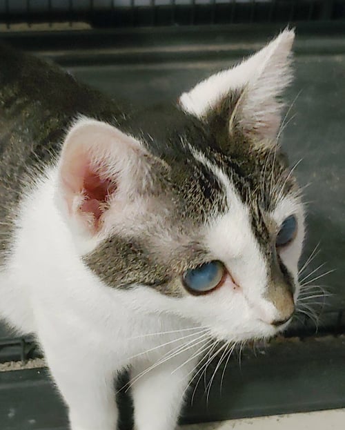 SPLIT - Domestic Short Hair available for adoption