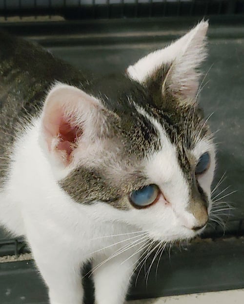 SPLIT - Domestic Short Hair available for adoption