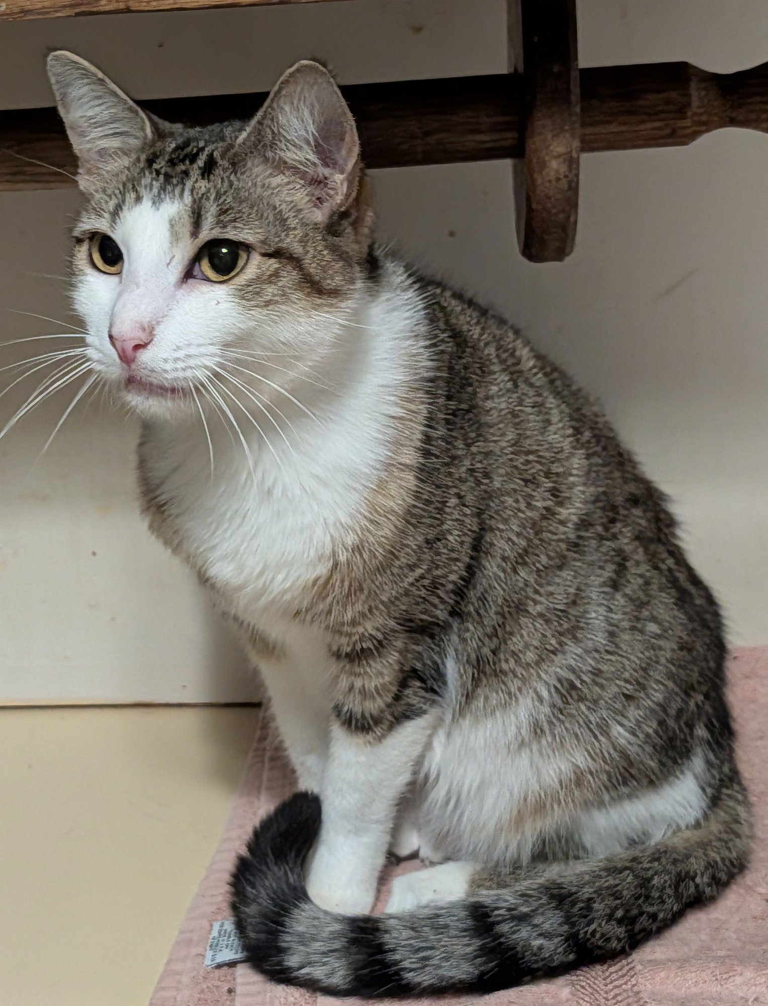 POSEY - Domestic Short Hair available for adoption