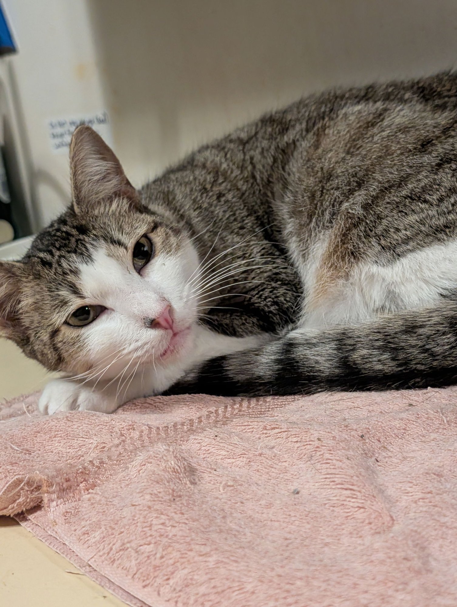 POSEY - Domestic Short Hair available for adoption