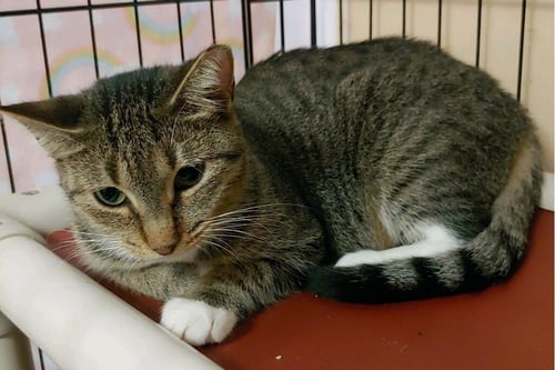 FAITH - Domestic Short Hair available for adoption