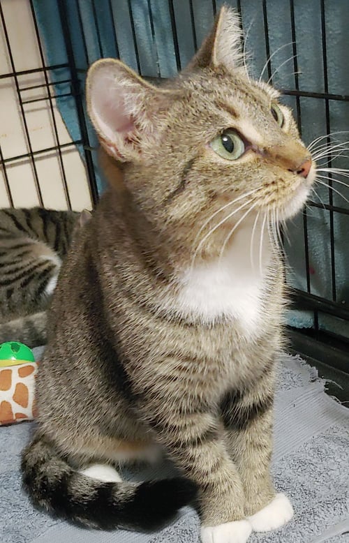 FAITH - Domestic Short Hair available for adoption