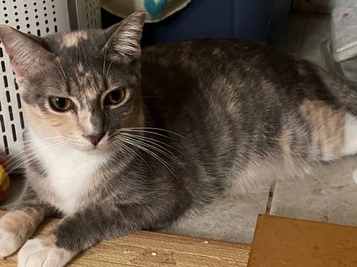 PENNY - Domestic Short Hair available for adoption