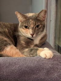 Penny - Photo 3