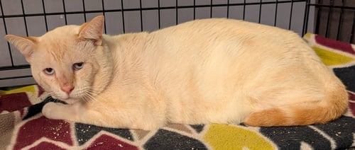 TANNY - Siamese available for adoption
