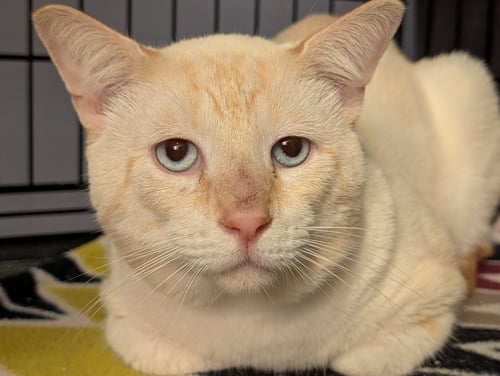 TANNY - Siamese available for adoption