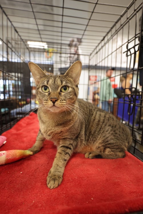 MUNCHIE - Domestic Short Hair available for adoption