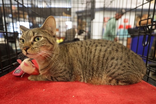 MUNCHIE - Domestic Short Hair available for adoption