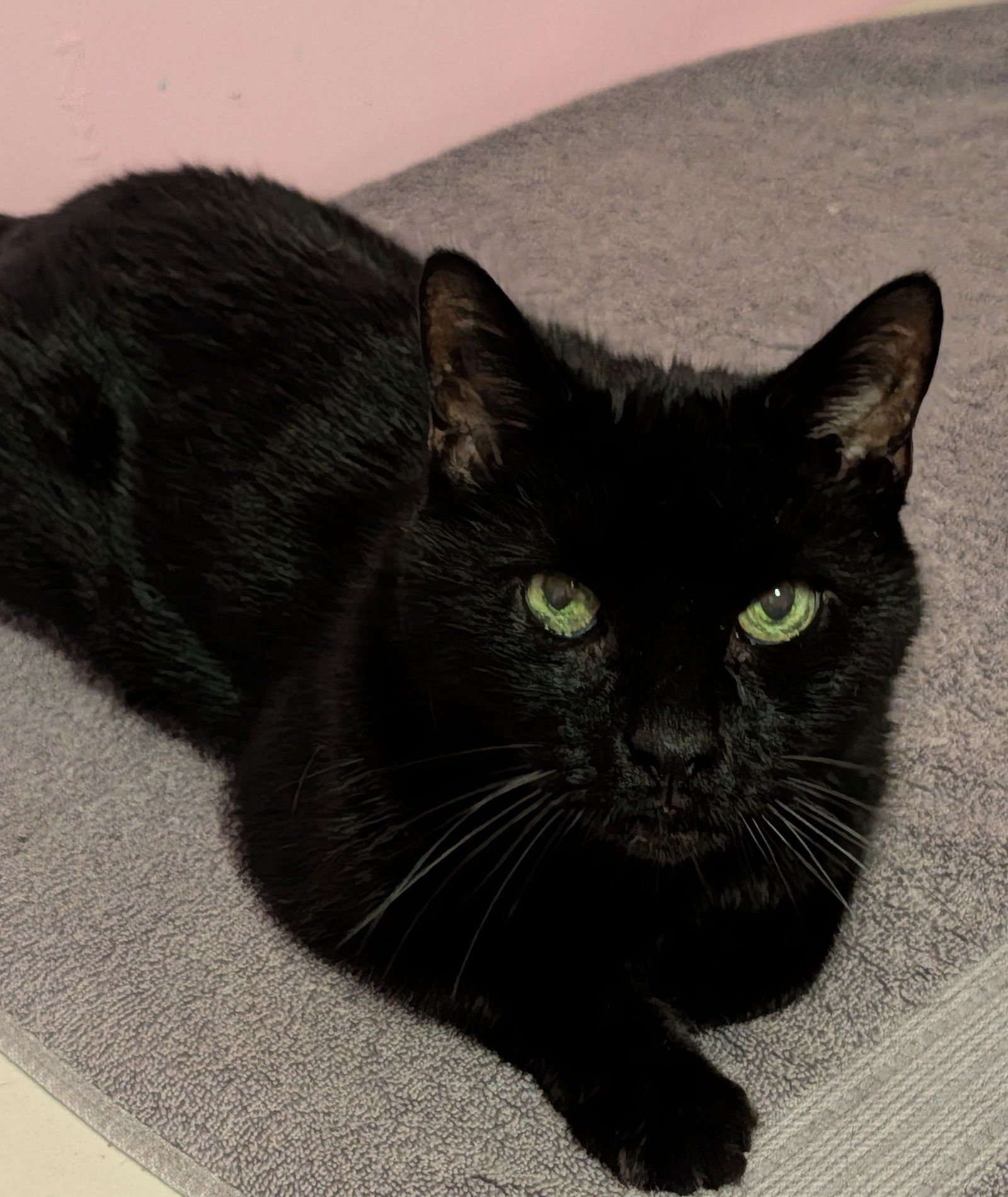 PETER - Domestic Short Hair available for adoption