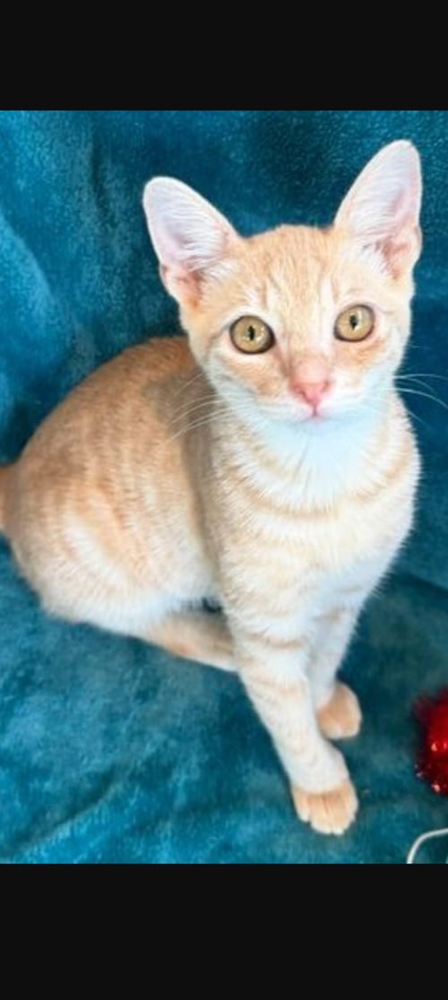 RUSTY 2026 - Domestic Short Hair / Tabby available for adoption